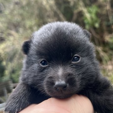 スキッパーキ【千葉県・男の子・2024年2月23日・ブラック】の写真「イケメン君」