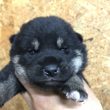 柴犬(標準サイズ)【千葉県・女の子・2021年4月8日・黒】の写真「もこもこ」