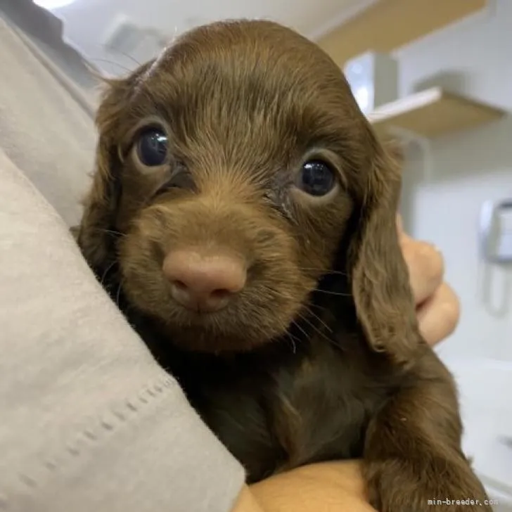 ゆずちゃん 様のお迎えした子犬