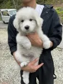 グレートピレニーズ【千葉県・女の子・2022年2月19日・ホワイト】の写真2