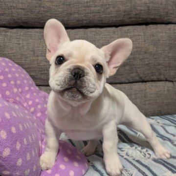 フレンチブルドッグ【群馬県・女の子・2025年8月22日・クリーム】の写真「アメリカン血統のクリームの女の子です」