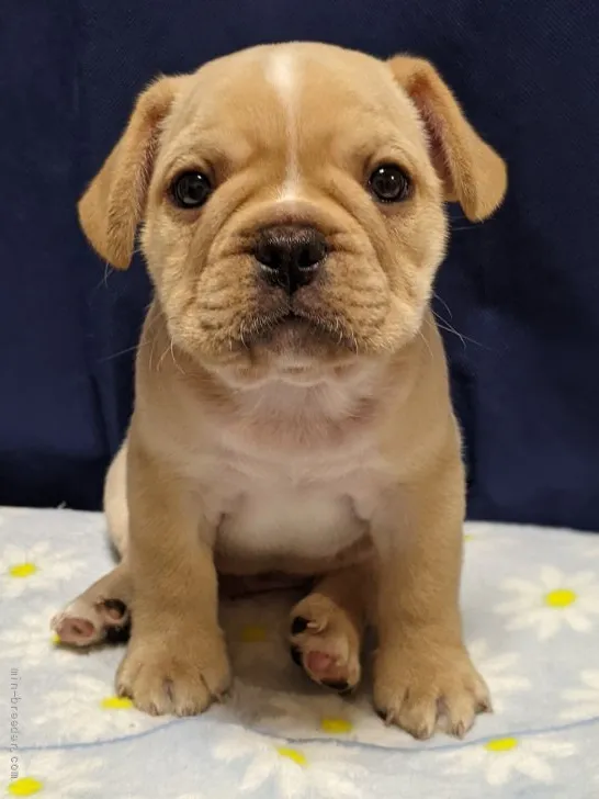 ゆかり 様のお迎えした子犬