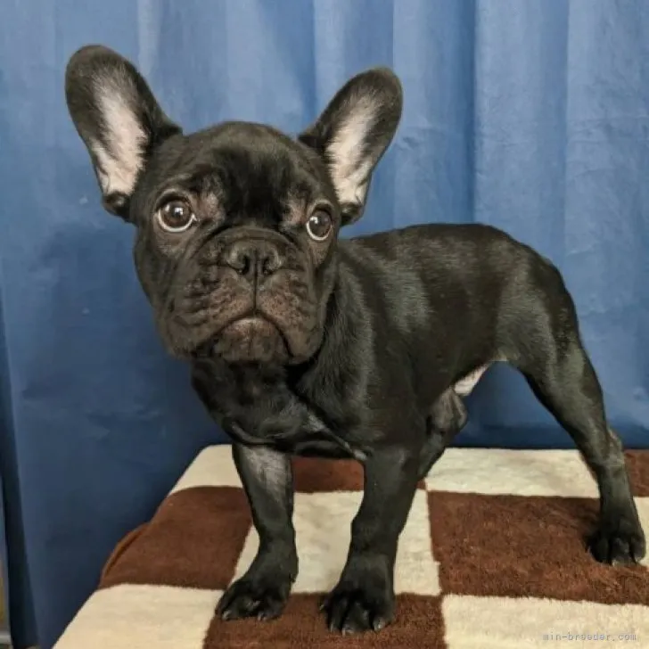 ID:2211-03386の子犬