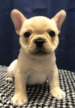 フレンチブルドッグ【群馬県・男の子・2020年1月17日・クリーム】の写真「優良血統 整ったイケメン君」