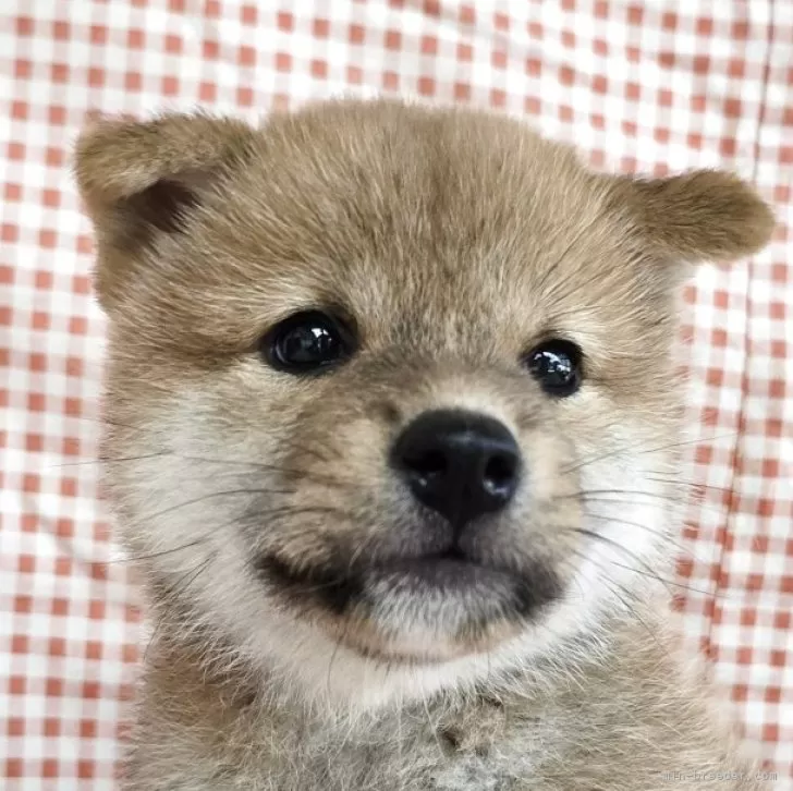 ID:2508-00256の子犬