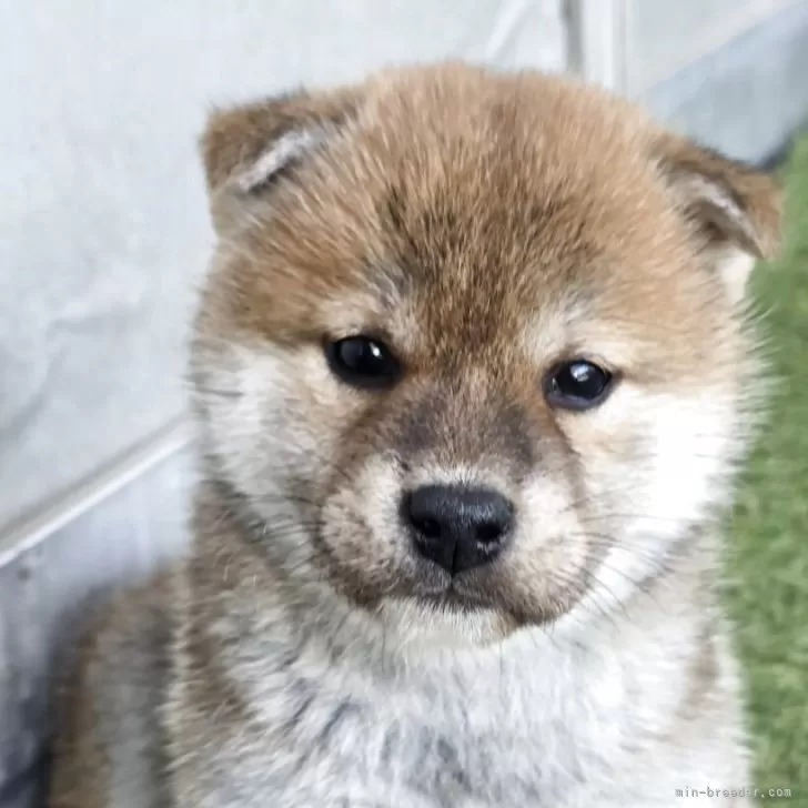 ID:2505-00286の子犬