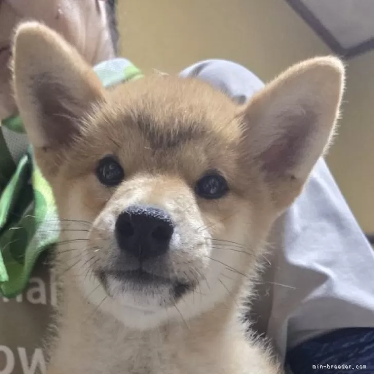 柴犬(標準サイズ)【島根県・男の子・2025年5月10日・赤】の写真1「体重1.8kg　食欲旺盛で、健康優良児。　4匹の中で一番ガッチリ！」