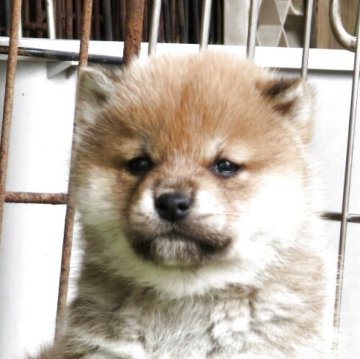柴犬(標準サイズ)【島根県・女の子・2025年2月28日・赤】の写真「チャーミングな顔」