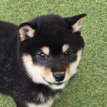 柴犬(豆柴)【島根県・男の子・2024年9月26日・黒】の写真「女の子のような可愛さ」