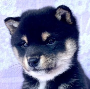 柴犬(豆柴)【島根県・男の子・2025年1月14日・黒】の写真「小さく穏やか」