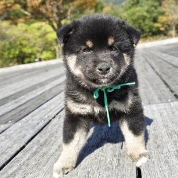 柴犬(標準サイズ)【島根県・女の子・2025年9月28日・黒柴】の写真「ハイレベル」
