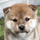 柴犬(標準サイズ)