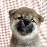 柴犬(標準サイズ)