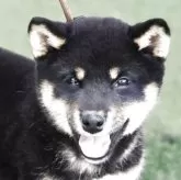 柴犬(標準サイズ)