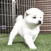 柴犬(標準サイズ)【島根県・女の子・2025年2月28日・白】の写真2「健全な構成。」