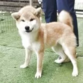柴犬(標準サイズ)【島根県・男の子・2025年5月10日・赤】の写真2