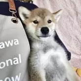 柴犬(標準サイズ)【島根県・男の子・2025年5月10日・赤】の写真3