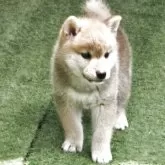 柴犬(標準サイズ)【島根県・男の子・2025年5月10日・赤】の写真4