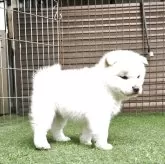 柴犬(標準サイズ)【島根県・女の子・2025年2月28日・白】の写真4