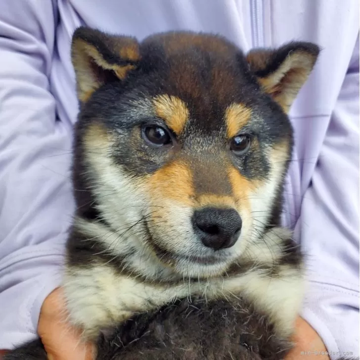 Y 様のお迎えした子犬