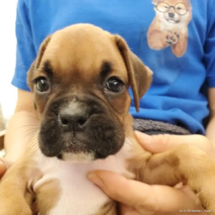 ID:2207-04754の子犬