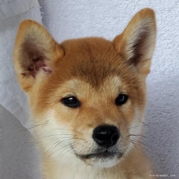 ID:2207-04460の子犬