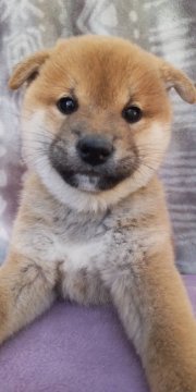 柴犬(標準サイズ)【島根県・男の子・2021年10月10日・赤】の写真「お目めパッチリ、美しい赤色と裏白の綺麗な男の子です」