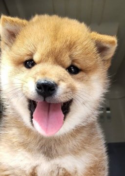 柴犬(豆柴)【島根県・男の子・2022年4月4日・赤】の写真「大人しく、健康的な男の子です。」