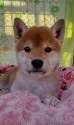 柴犬(標準サイズ)【島根県・男の子・2022年9月10日・赤】の写真3「2022/11/08撮影」