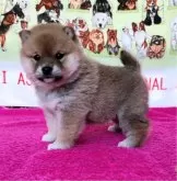 豆柴【島根県・男の子・2023年12月11日・赤色】の写真4「1/16撮影」