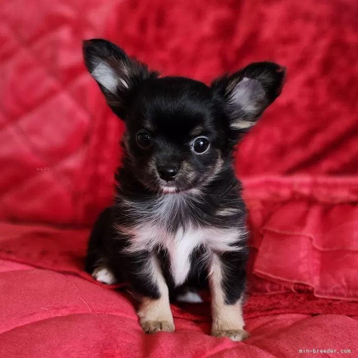 ID:2503-01789の子犬