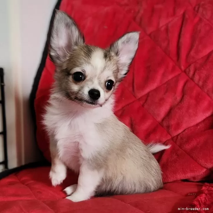 チワワ(ロング)【三重県・女の子・2025年8月15日・フォーン&amp;ホワイト】の写真1