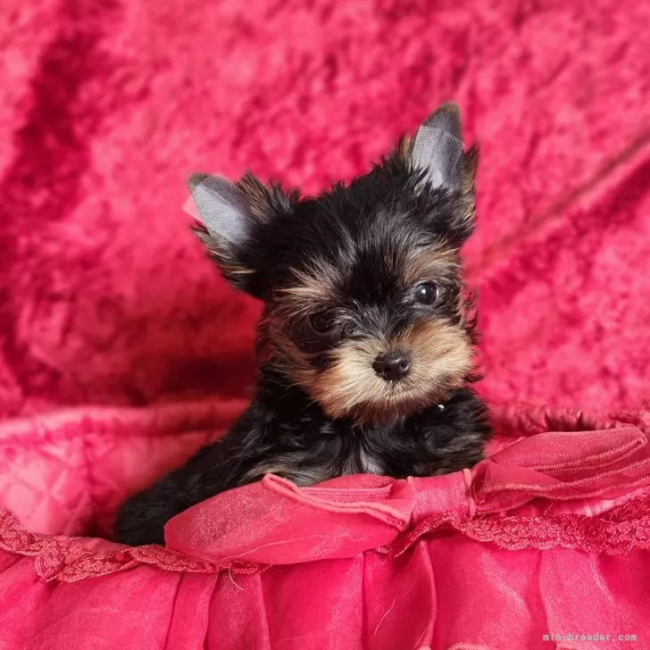 ID:2501-07107の子犬