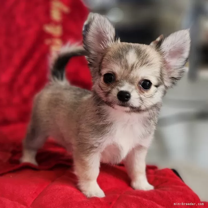 チワワ(ロング)【三重県・女の子・2025年7月16日・フォーン&ホワイト】の写真1