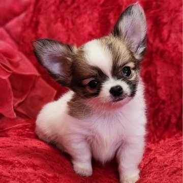 チワワ(ロング)【三重県・男の子・2025年9月2日・レッド&ホワイト】の写真「小ぶりで優しい性格の仕草が可愛い男の子です」