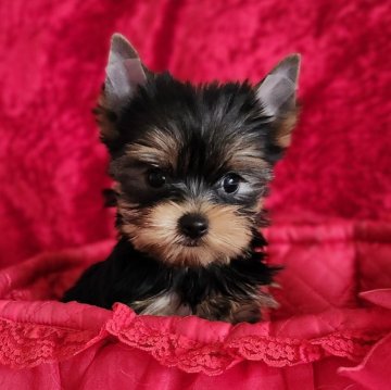 ヨークシャーテリア【三重県・女の子・2025年9月8日・スチールブルー&タン】の写真「チャンピオンクオリティのお顔の素晴らしい女の子。」