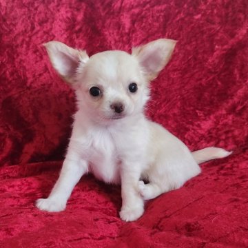 チワワ(ロング)【三重県・男の子・2025年6月14日・クリーム&ホワイト】の写真「おっとりした性格の優しい男の子です。」