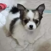 チワワ(ロング)
