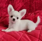 チワワ(ロング)【三重県・男の子・2025年9月2日・ホワイト&クリーム】の写真1