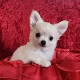 チワワ(ロング)