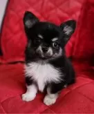 チワワ(ロング)【三重県・男の子・2024年11月18日・ブラックタン&ホワイト】の写真2