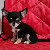 チワワ(ロング)【三重県・女の子・2025年6月14日・ブラック&タン】の写真2