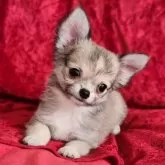 チワワ(ロング)【三重県・女の子・2025年7月16日・フォーン&ホワイト】の写真3