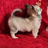 チワワ(ロング)【三重県・女の子・2025年7月16日・フォーン&ホワイト】の写真4