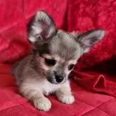 チワワ(ロング)【三重県・女の子・2025年8月15日・フォーン】の写真4