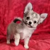 チワワ(ロング)【三重県・女の子・2025年7月16日・フォーン&ホワイト】の写真5