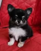 チワワ(ロング)【三重県・男の子・2024年11月18日・ブラックタン&ホワイト】の写真5