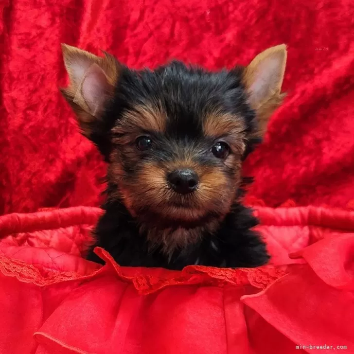 ID：2405-06135の子犬