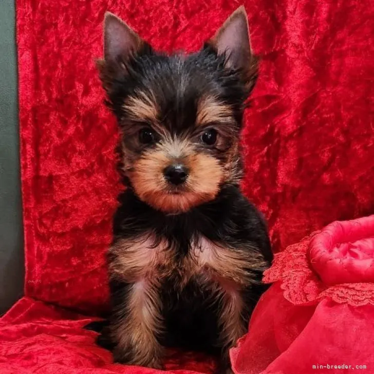 ID：2312-00293の子犬