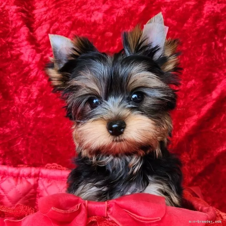 ID:2403-00265の子犬